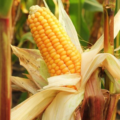 el grano