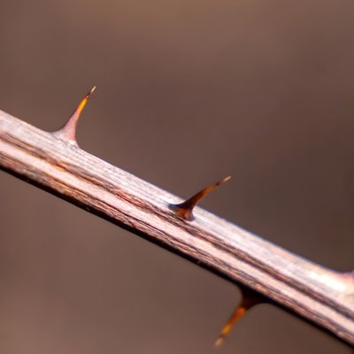 thorn