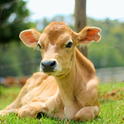 calf