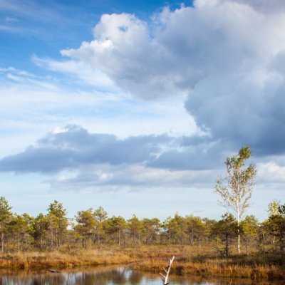 swamp