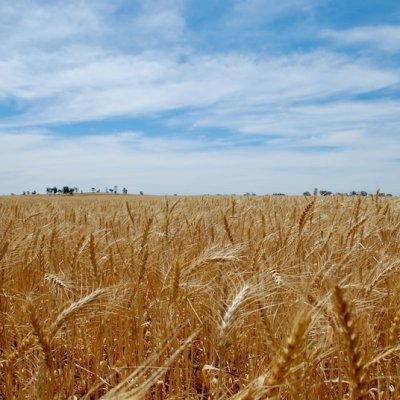 wheat field