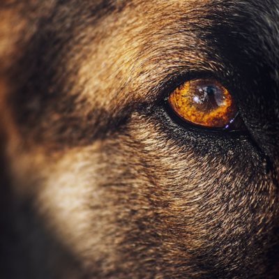 el hombre lobo