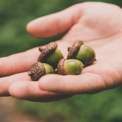 acorn