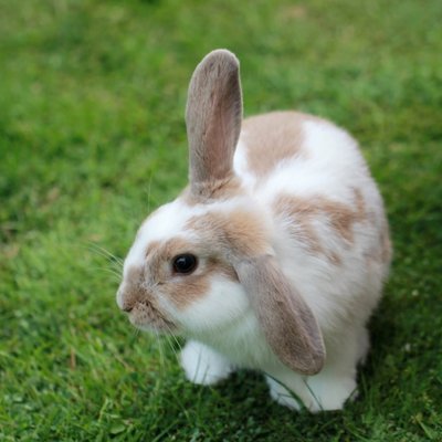 le lapin