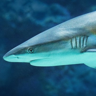 gill