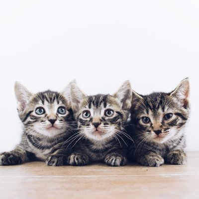 el gatito