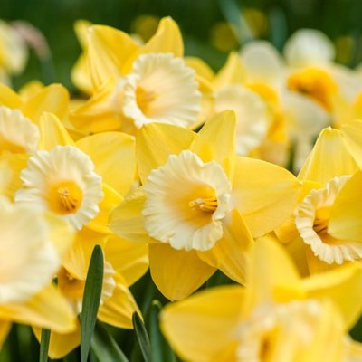 daffodil