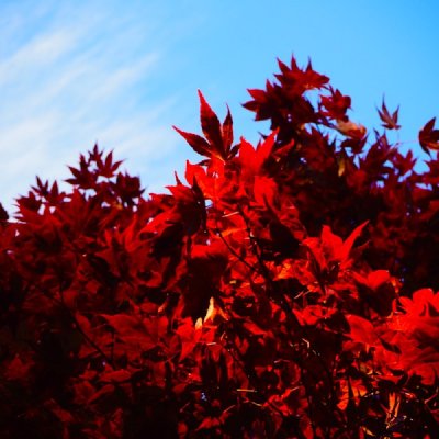 reddish