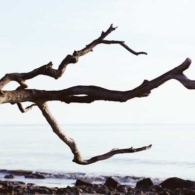 la branche