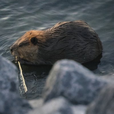 beaver