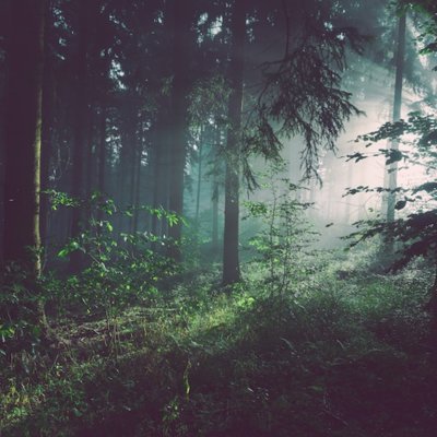 el bosque