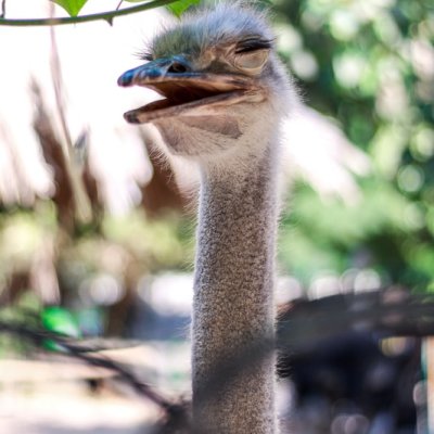 ostrich