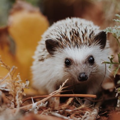 hedgehog