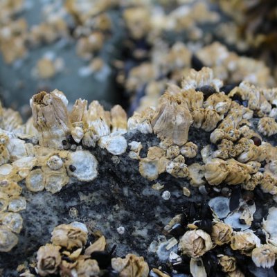 barnacle
