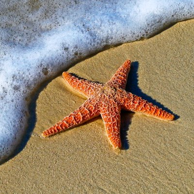la estrella de mar