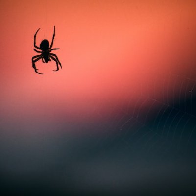 spider