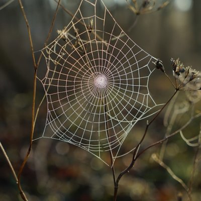 spiderweb