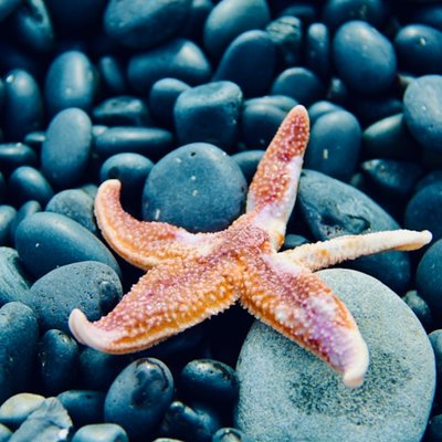 l'étoile de mer
