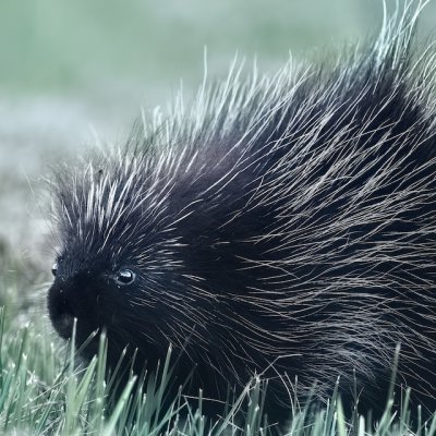porcupine