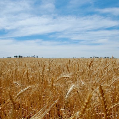 wheat field