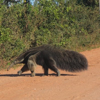 el oso hormiguero