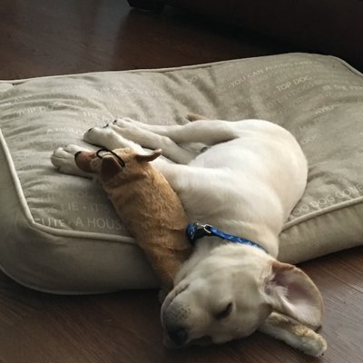 dormido