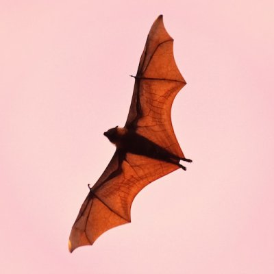 bat