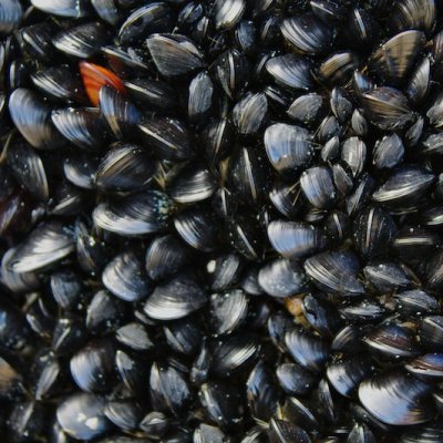 mussel