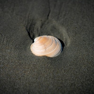 clam