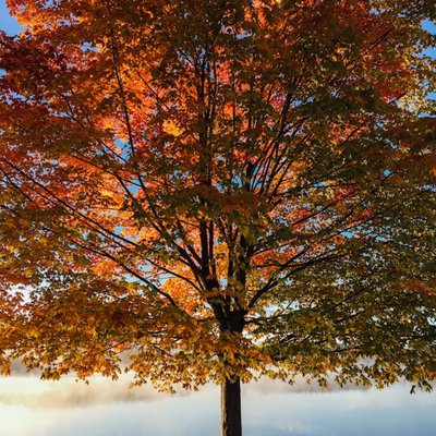 maple
