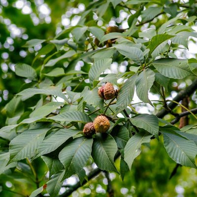 chestnut tree