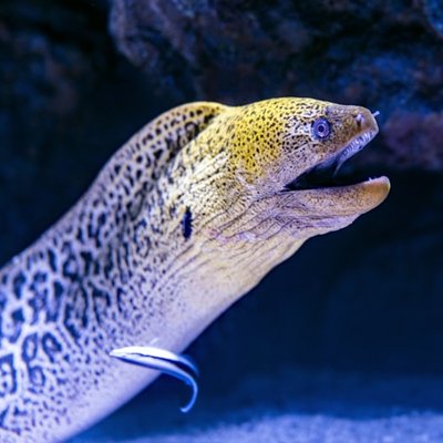 eel