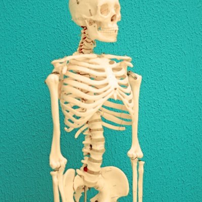 skeleton