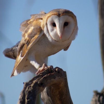 barn owl