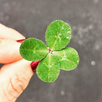 clover