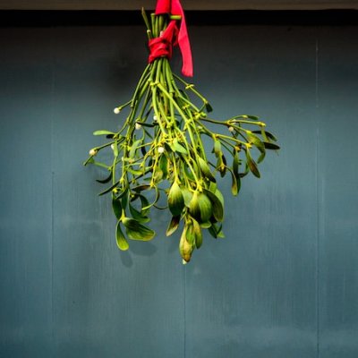 mistletoe