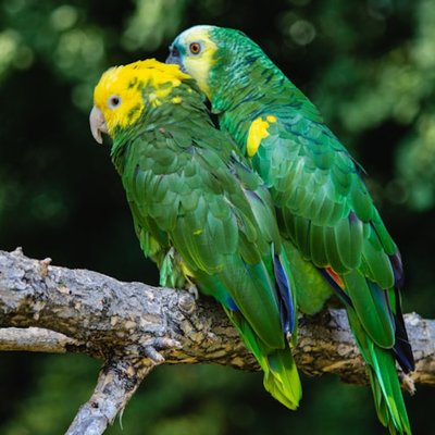 el loro