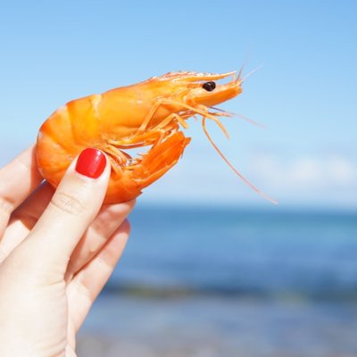 shrimp