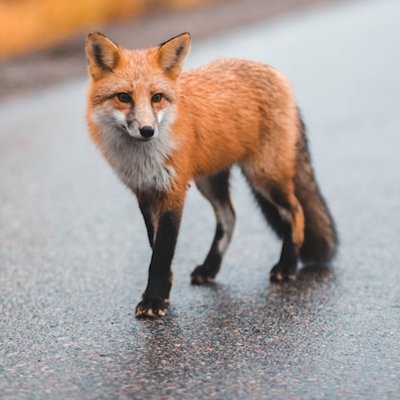 fox
