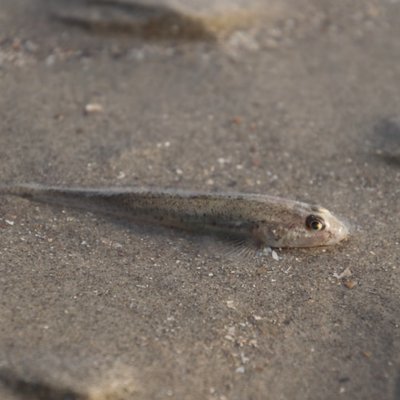 tadpole