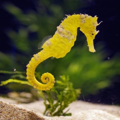 el caballito de mar