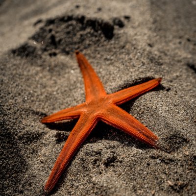 la estrella de mar