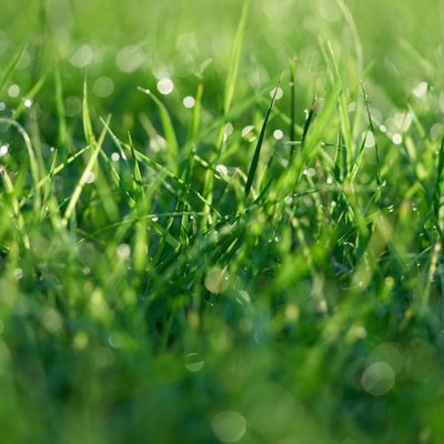lawn