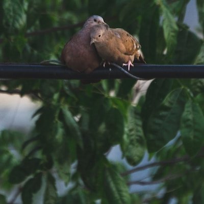 turtledove