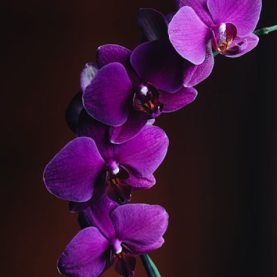 la orquídea