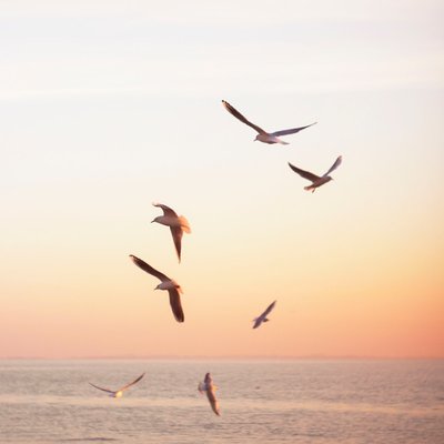 seagull