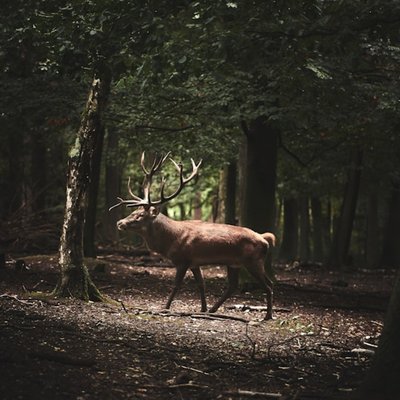 clearing
