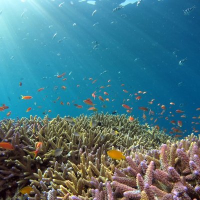 reef