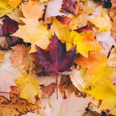 fall
