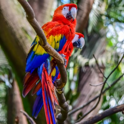 macaw